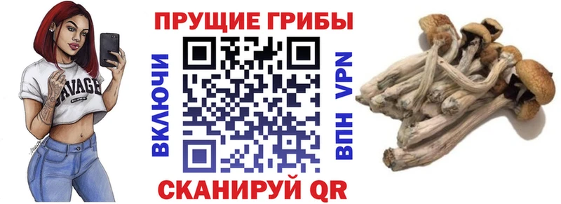 Псилоцибиновые грибы ЛСД  darknet Telegram  Городовиковск 